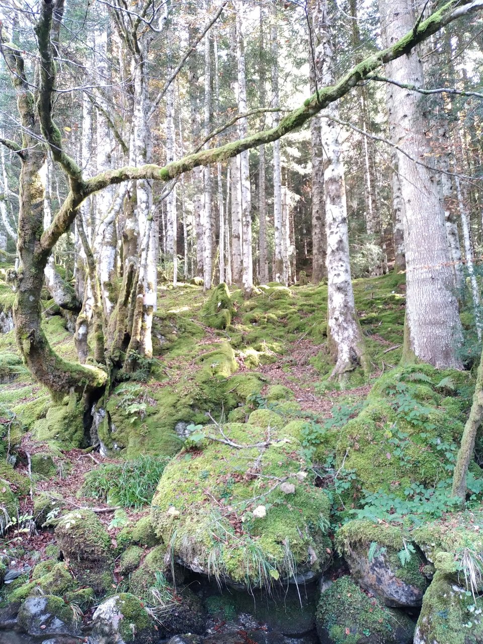 Sapins blancs en zone de moyenne montagne.