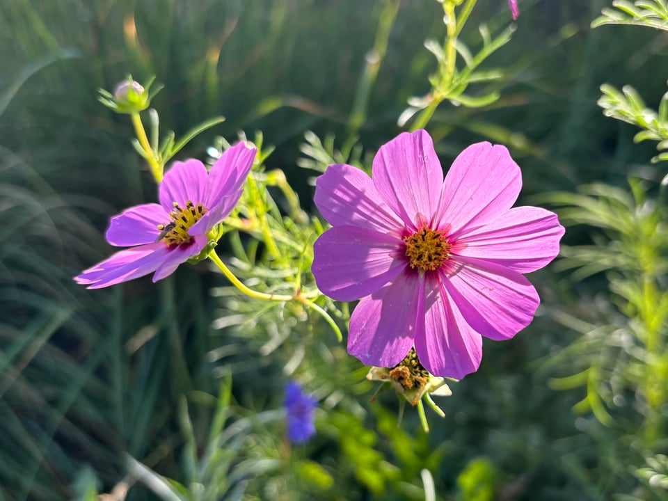 purple cosmos backlit by the afternoon sun