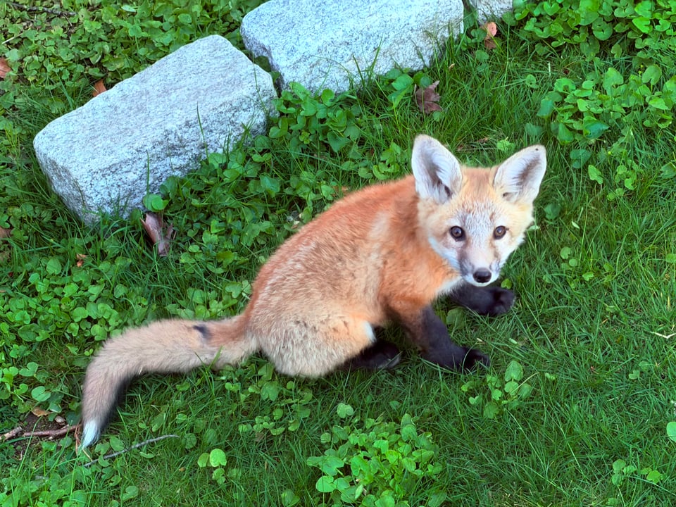 Rambunctious one of five red fox kits