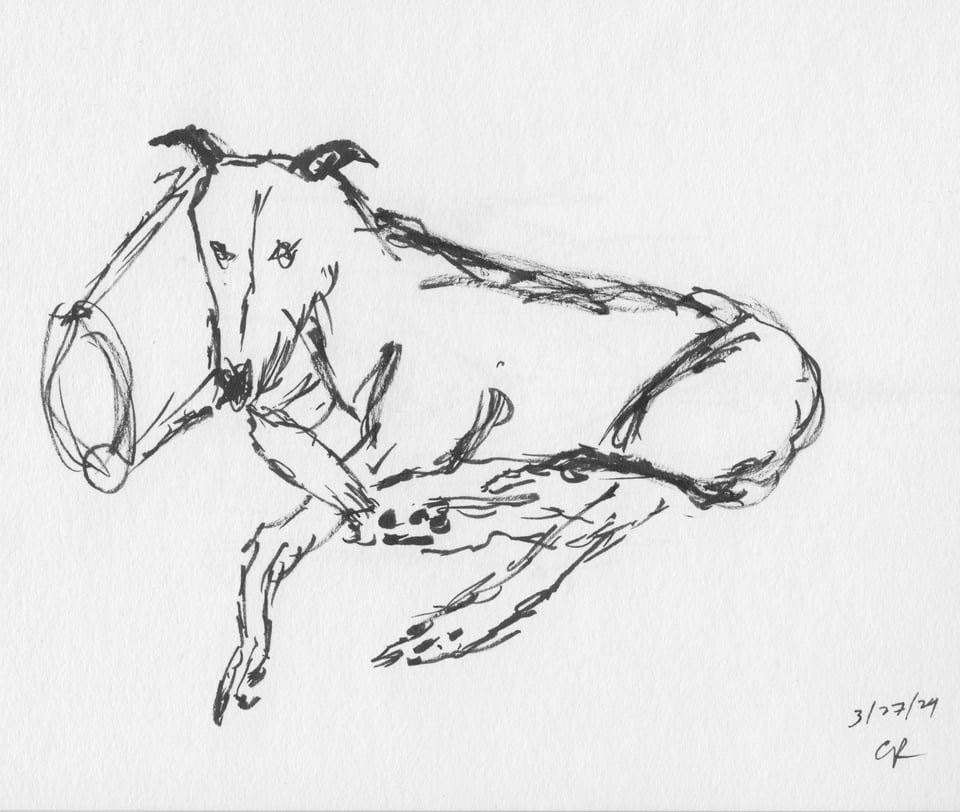 quick brush-pen sketch of a greyhound at rest on a sofa