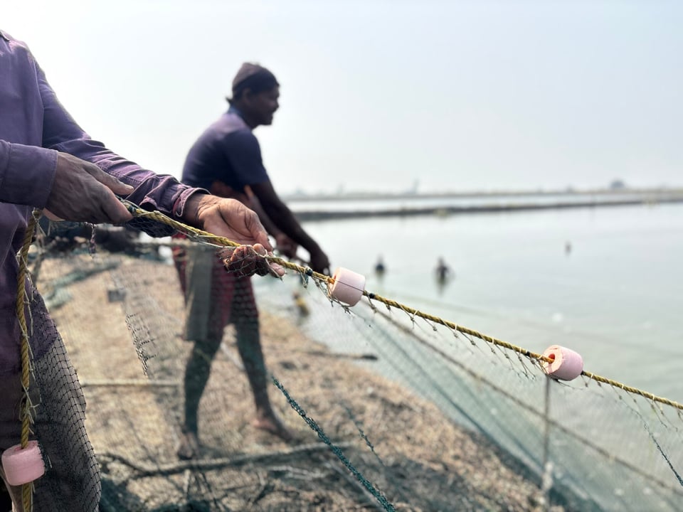 Workers haul in shrimp with hand nets at a farm