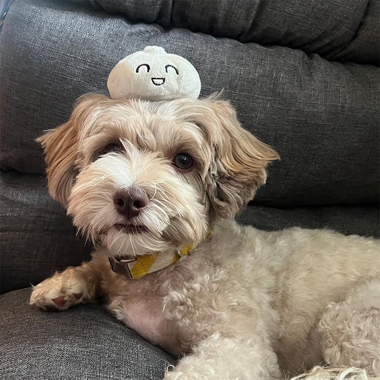 The same dog resting on a gray cushion, this time with a stuffed toy that looks like a happy-looking dumpling balanced on her head.