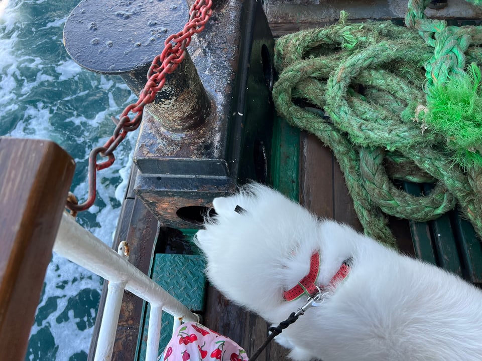 luna on the ferry in istanbul looking over the water