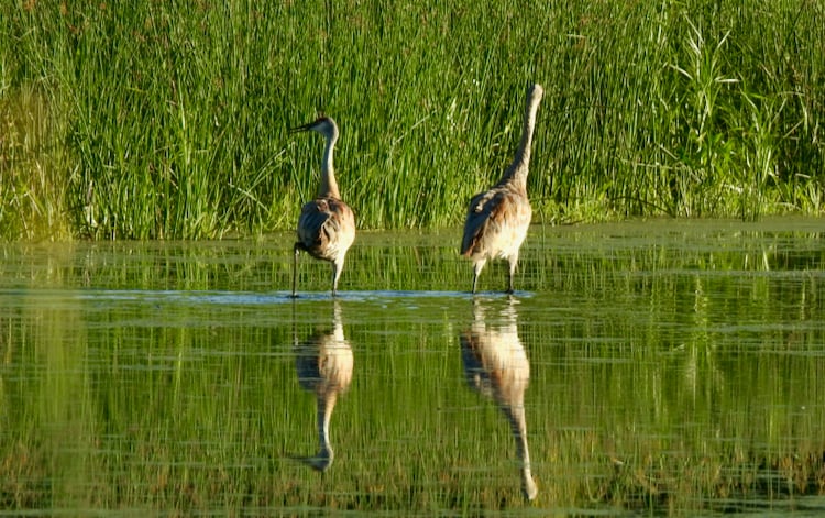 Sandhill Cranes, Sand Point