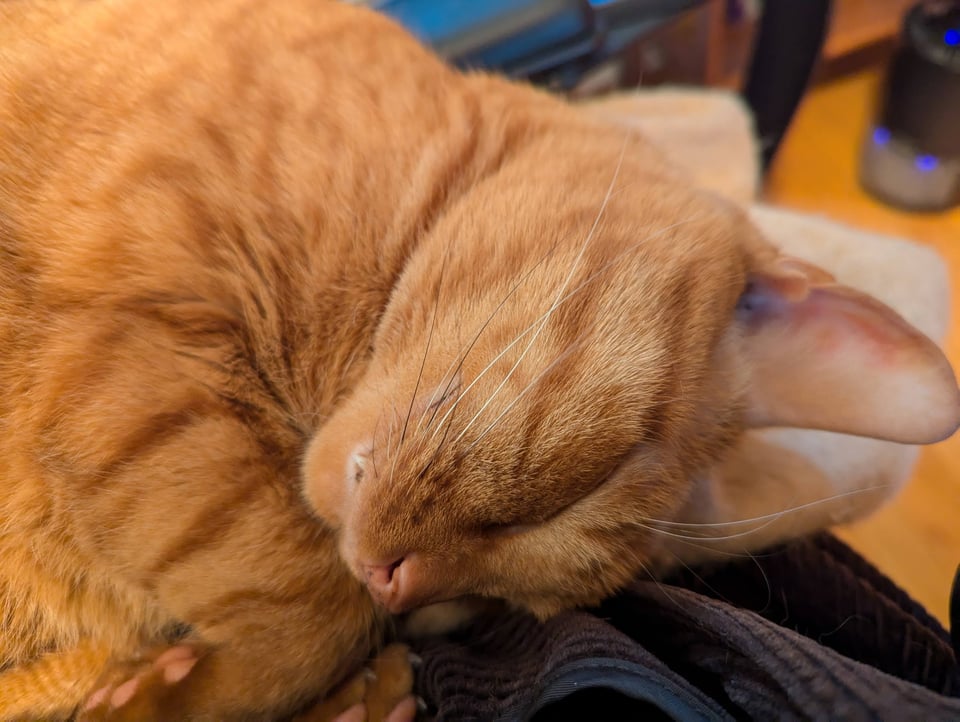 An orange cat sleeping deeply on a lap, revealing tiny fangs