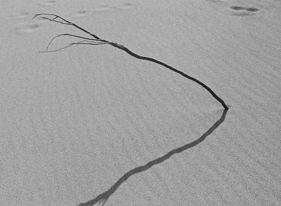 A dead tree on a sandy beach.