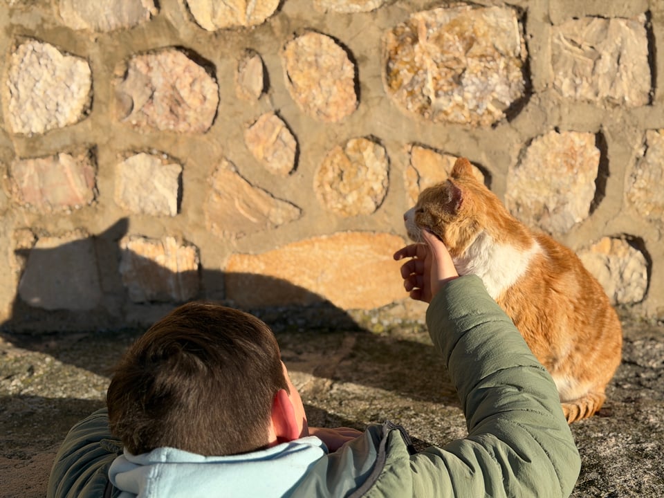 A young boy caresses a ginger cat.