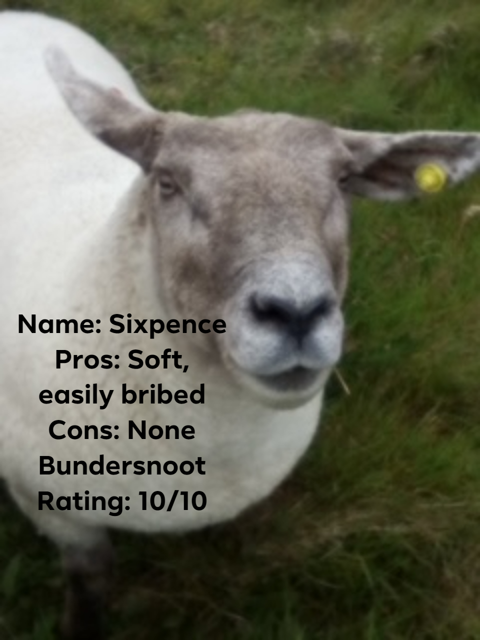 Picture of a sheep with the following text: Name: Sixpence Pros: Soft, easily bribed Cons: None Bundersnoot Rating: 10/10