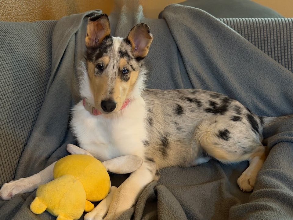 Opal, blue merle short hair collie, sitting on couch covered with gray blanket. She has a yellow, soft dog toy between her front paws.
