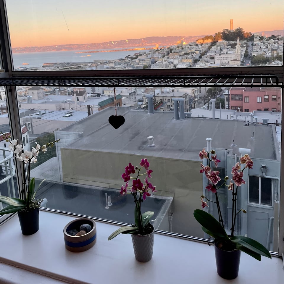 three potted orchids on a window sill in san francisco, california