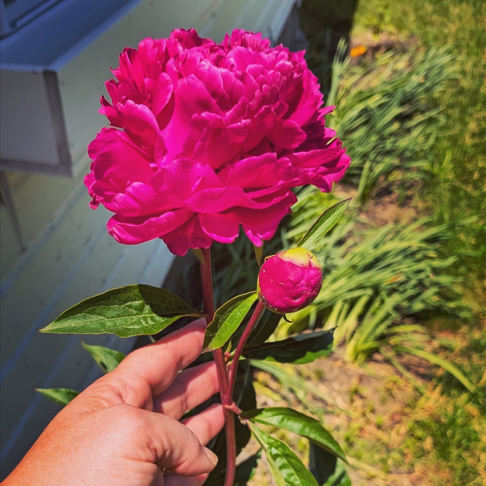 Two magenta peony blossoms at the end of a peony bush. My hand is holding the plant so you can see the flowers better.