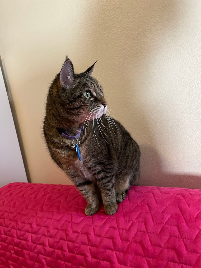 A brown tabby cat sits on a bright pink sofa with a beige wall in the background. The cat is looking to the right.