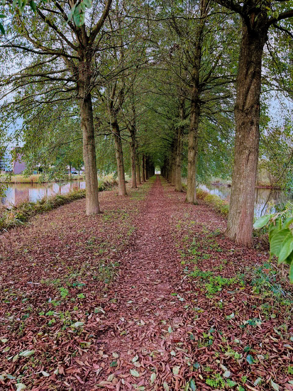 A path covered in brown leaves has trees on either side of the path and then canals on either side of the penninsula.