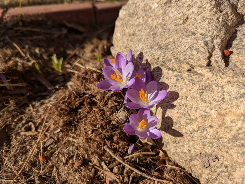 Crocuses next to a rock!