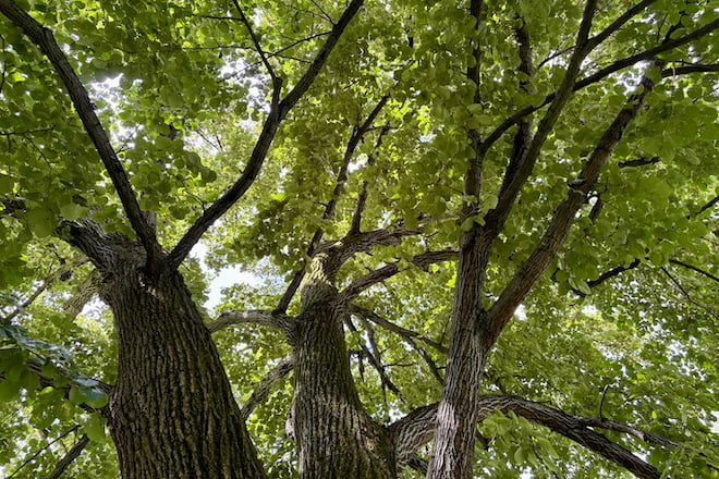 The canopy of a large Basswood tree.