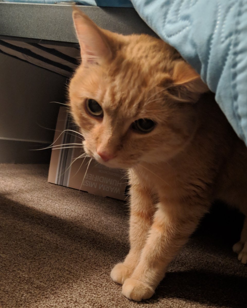 An orange cat emerging from beneath a bed.