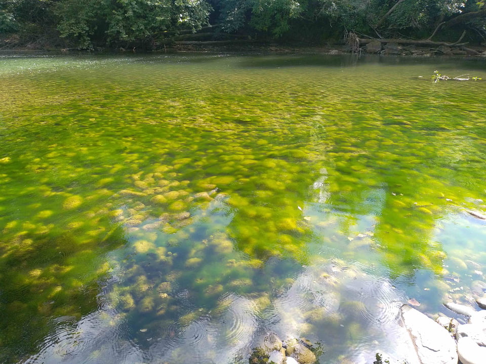 Le gave du Saison (Pyrénées-Atlantiques), 27 juillet 2026. Exsangue, le saison est méconnaissable. Ses eaux trop chaudes et trop riches en matière organiques sont victimes de l'eutrophisation.