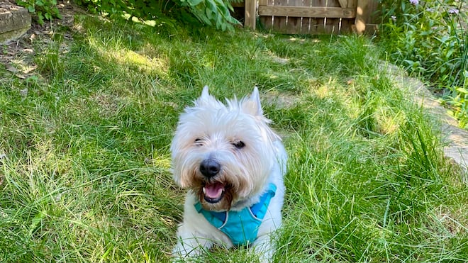 dog sitting in grass