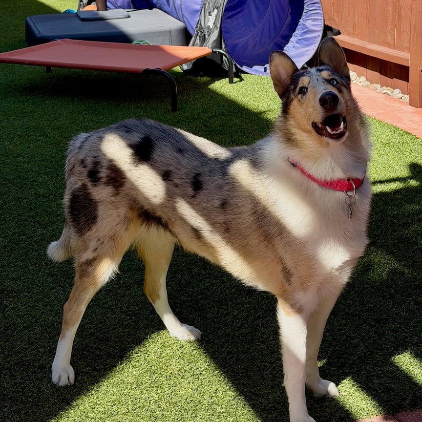 Opal the smooth collie standing in her backyard her mouth open.