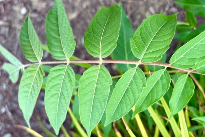 This week: Is this Tree-of-heaven? 
