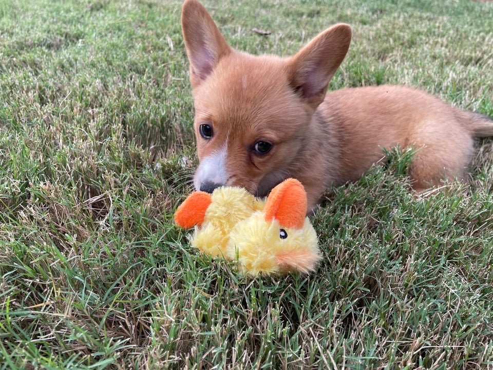Feferi the red Corgi puppy in grass, guarding a yellow duck toy
