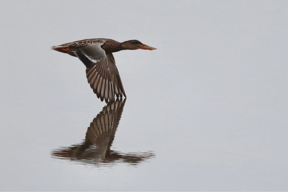 A northern shoveler in flight