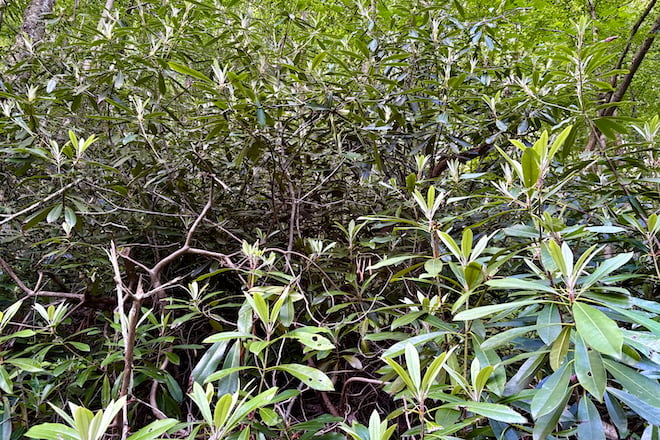 A dense laurel thicket