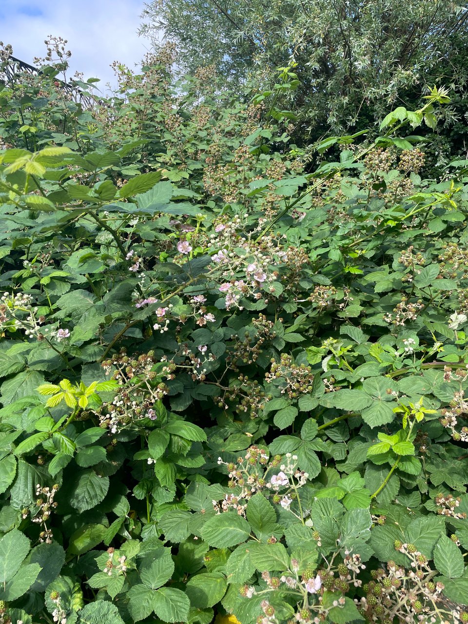 Very large blackberry bush i covered with green berries and some flowers that have yet to be pollenated.