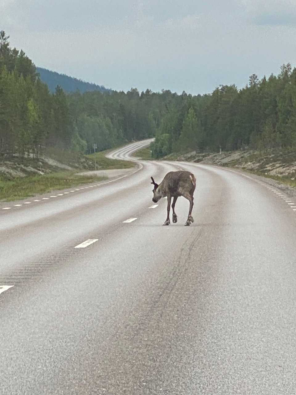 reindeer walking on road in rural Sweden