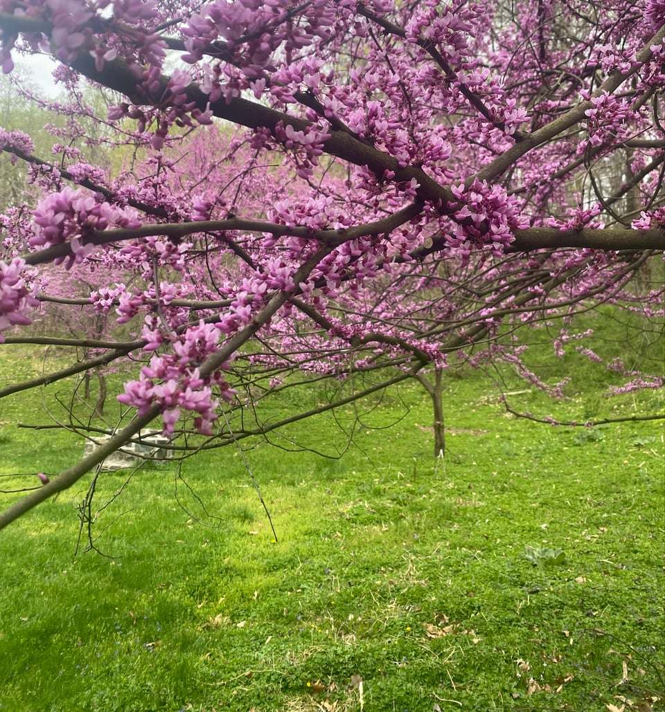 Cherry blossom branches in bloom, with green grass, in Rock Creek Park