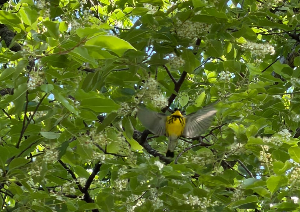 a magnolia warbler with its wings outstretched flying out of a tree