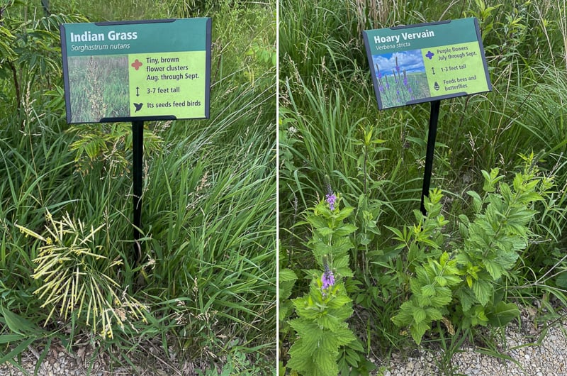 Two of the prairie plant-identifying signs along the guided trail near park headquarters. / Photo by Amy Jay