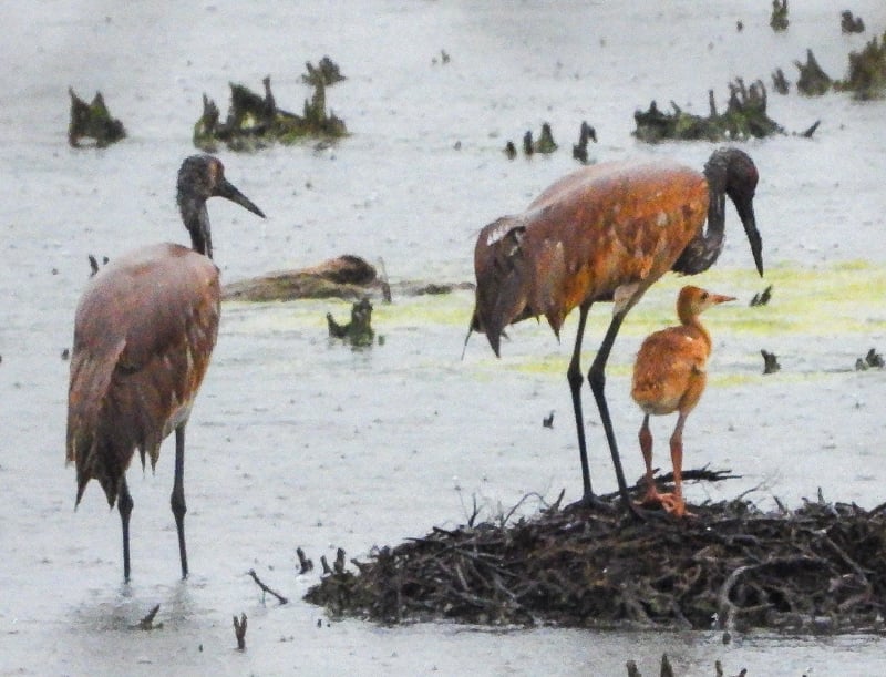 The colt and parents still return to the nest at night. Note the mud-stained heads of the parents from foraging.