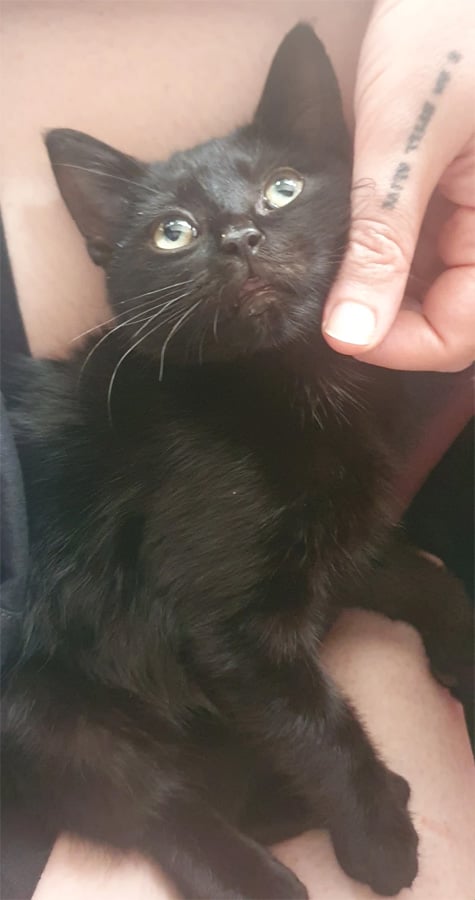 A tiny black kitten with green eyes, sitting in a lap, looking up past the camera.