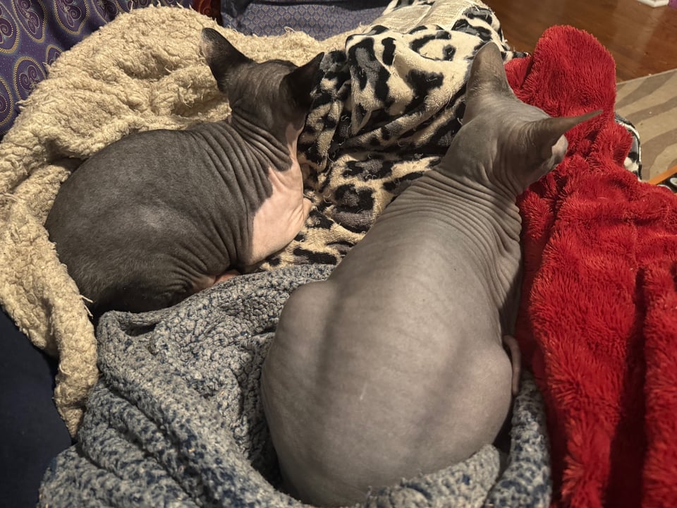 Howl, a black and white sphynx kitten, sitting on top of a leopard print fuzzy blanket, and Teto, a gray sphynx cat, sitting on top of a fuzzy gray blanket, a fuzzy red blanket piled up next to him
