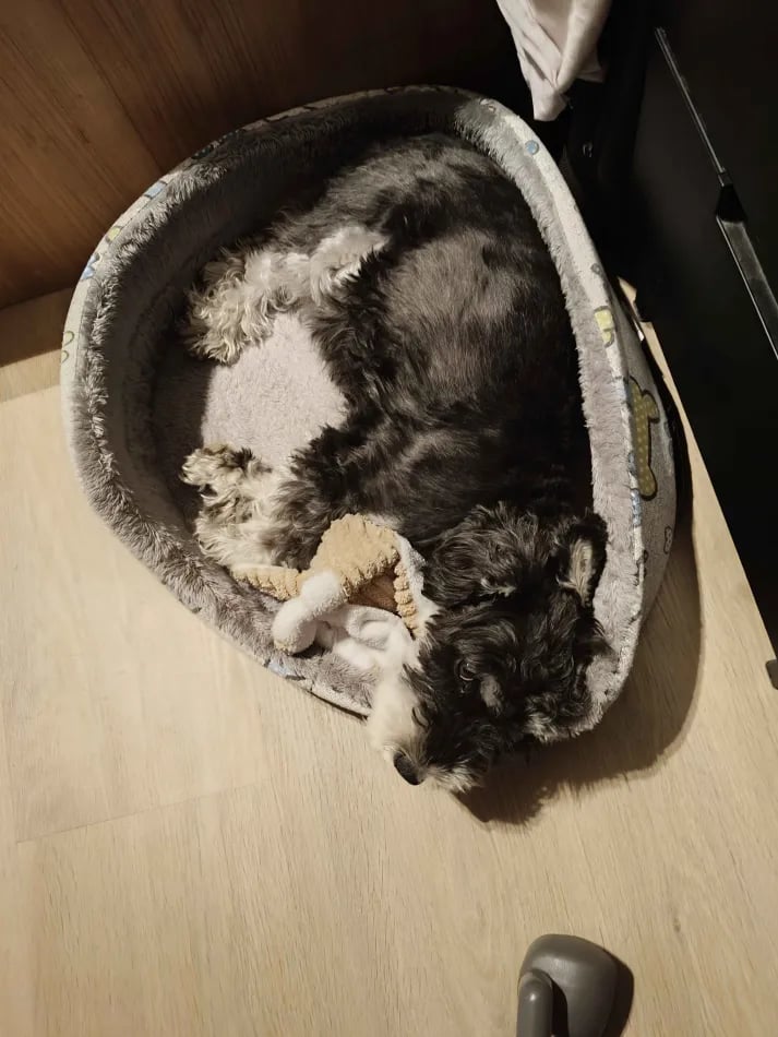 Lily, my dog