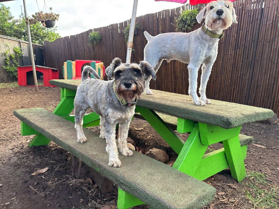 On an outdoor picnic table in a large dog yard, Finn (a white schnauzer) stands on the table looking over the yard while a second dog, perhaps a salt and pepper schnauzer or a random mutt, stands on the bench of the table, also looking toward the camera.