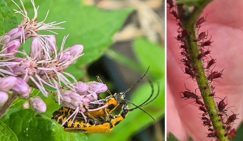 Left: Goldenrod soldier beetles mating on spotted Joe-pye weed (Eutrochium maculatum); yet-to-be-eaten aphids on false sunflower stem.