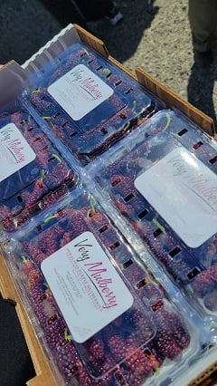 Photo of a dozen plastic clamshell containers filled with mulberries sitting in a large box