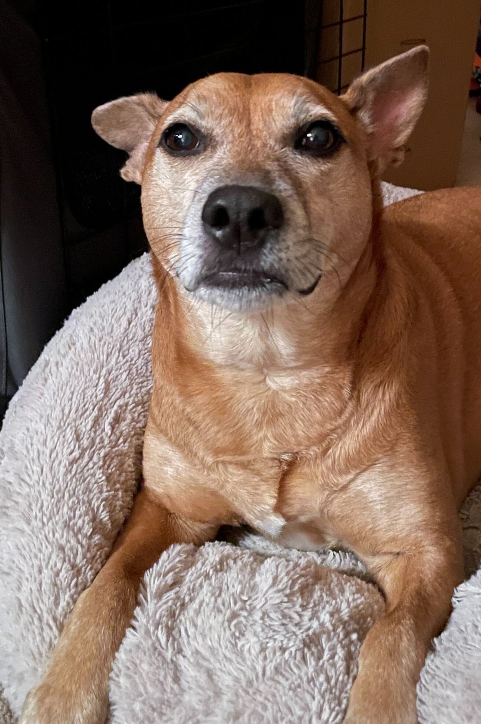 Kizu, a short-haired fawn-colored dog with a white-flecked muzzle, one pointed ear and one half-flopped ear and dark brown eyes is laying on a greyish-white fuzzy bed and has a funny twisted-lip expression on her face