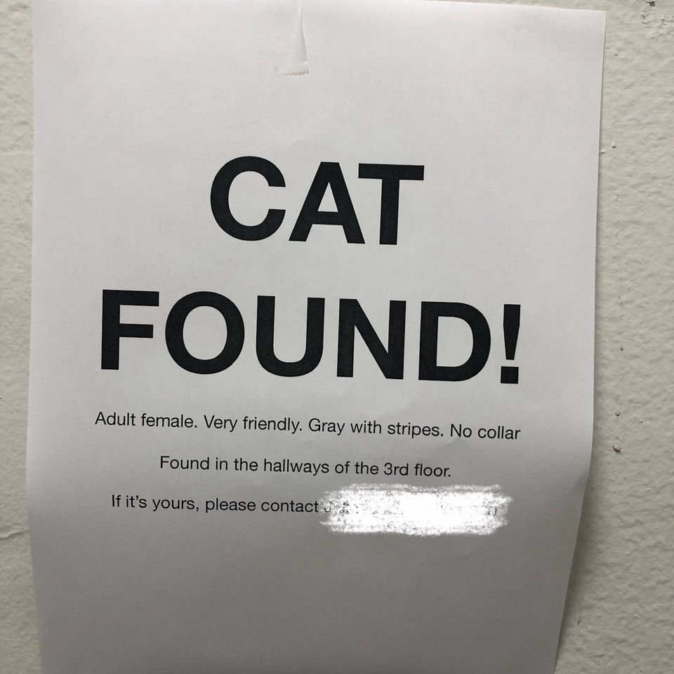 "cat found! adult female. very friendly. gray with stripes, no collar."