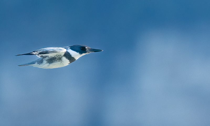 A Belted Kingfisher in flight. Kingfishers can stay through the winter in Minnesota if open water is nearby. / Photo by Earl Bye