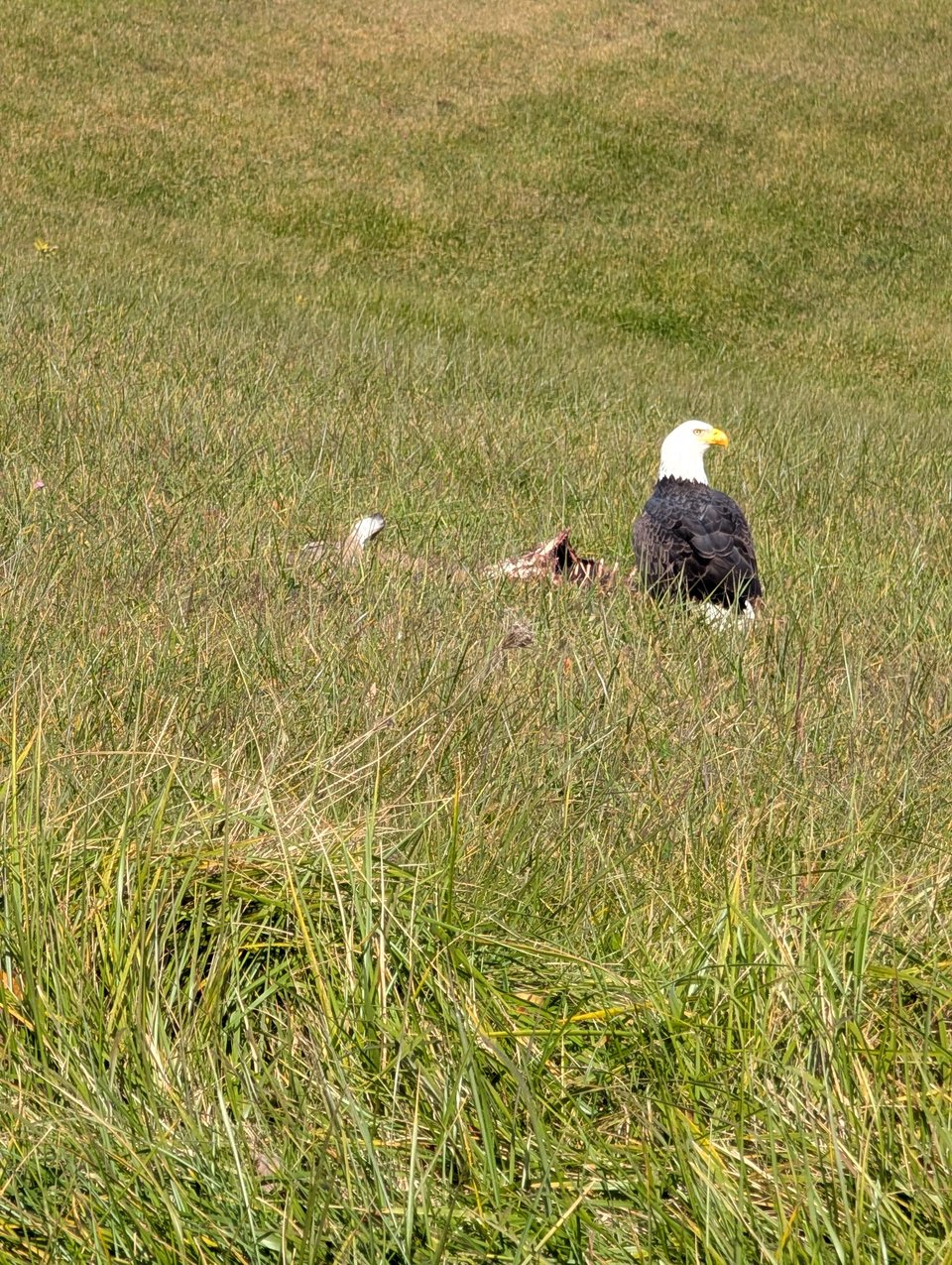 A vigilant American Bald Eagle is in a grassy field, standing next to the carcass of a deer.
