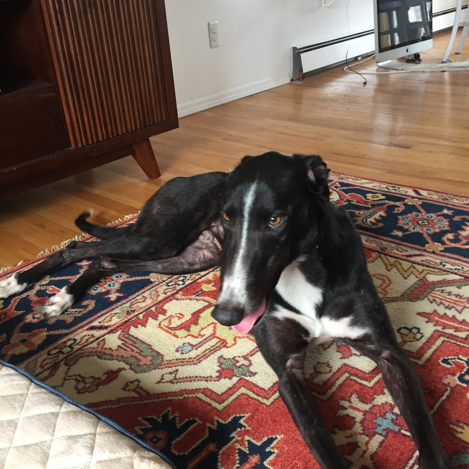 Photo of b/w greyhound lying on a rug beside a dog bed; it’s his first day in his forever home
