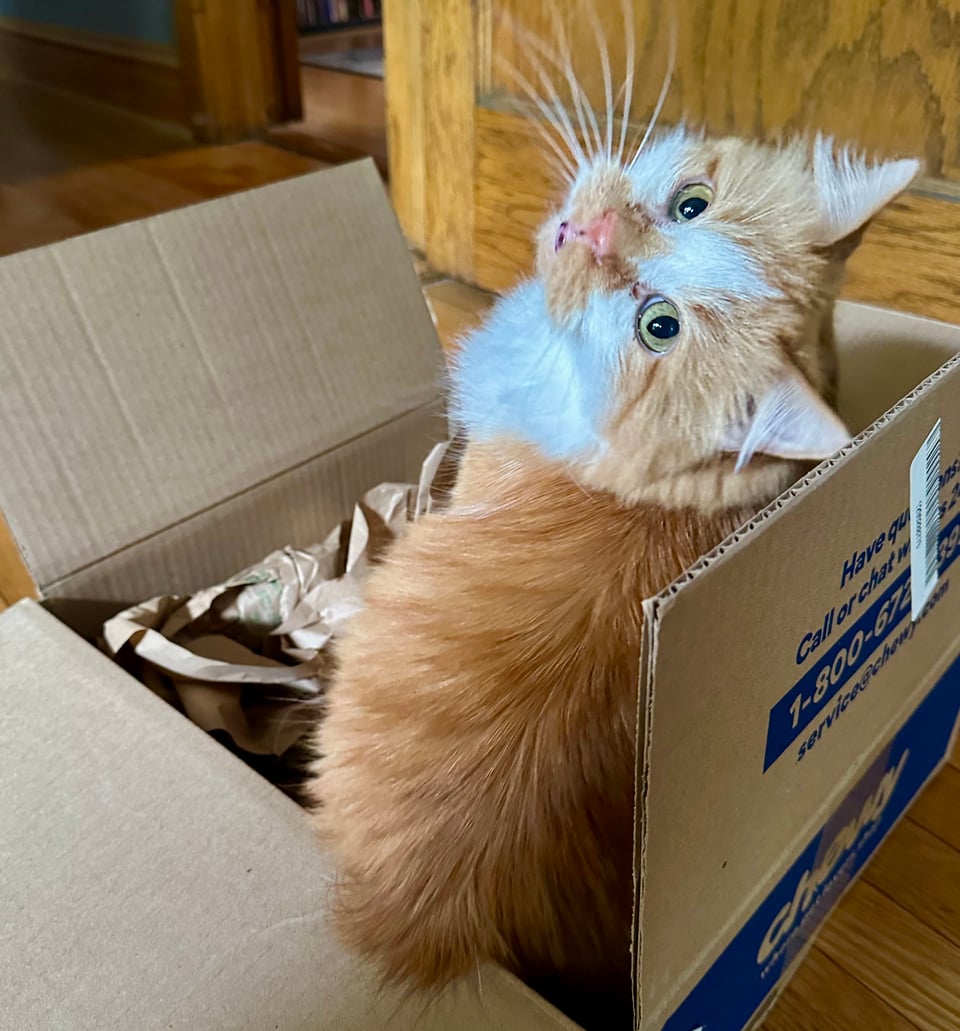 A fluffy orange and white cat gazing at the camera over his shoulder from an empty cardboard box.