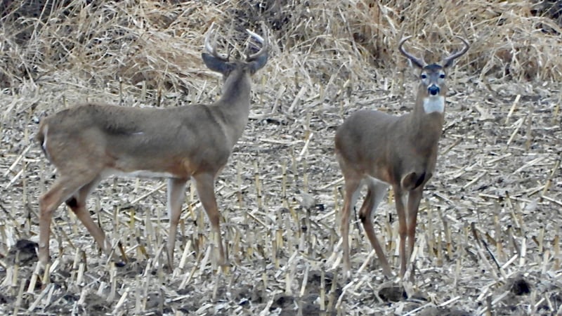 These guys likely aren’t too happy to see each other, or the photographer, or anything that isn’t a doe in estrus. Bucks become fierce, aggressive rivals during the autumnal rut. / Photo by Steve Dietz