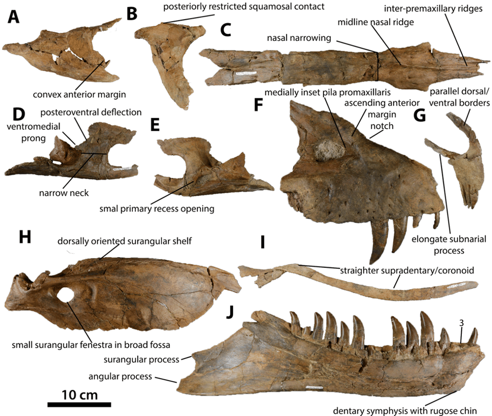Diagram of skull parts assigned to a new tyrannosaur species, seen from the right side.
