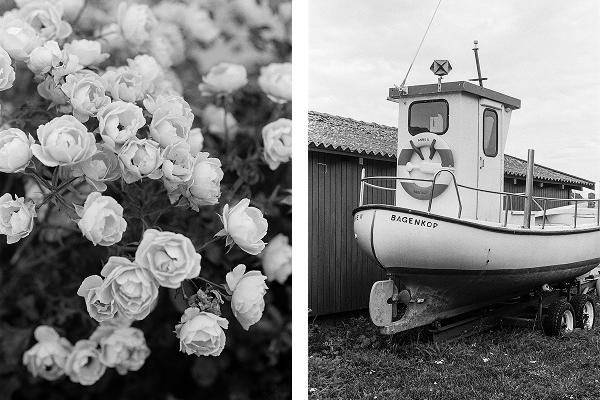 Left side: Close-up of a white rose bush. Right side: A boat in dry dock.