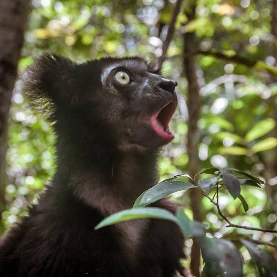 A close-up photograph of a black lemur in a lush green forest. The animal is shown from the chest up, turned slightly to the right, with its head tilted upward.
Its pale, wide-open eye and open mouth give it a striking expression of surprise or alarm. Pink is visible inside the mouth, contrasting sharply with the dark fur. The lemur’s ears are partly hidden by tufts of black hair.
Leaves and thin branches cross the foreground, while the background is softly blurred with bright green foliage and dappled sunlight. The overall image feels lively and slightly comic because of the lemur’s dramatic expression.