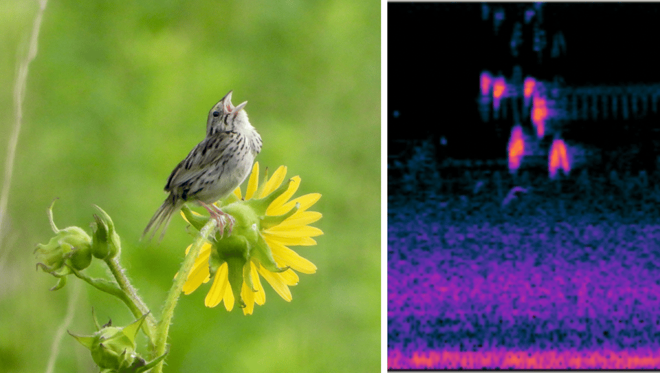 Left: Henslow’s Sparrow “singing.” Right: Detail of spectrogram and waveform showing the sound is more complex than the two notes we “easily” hear when a Henslow’s is singing. / Photo and audio recording by Steve Dietz